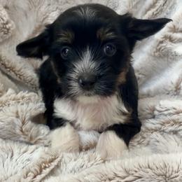 Donna Summer - White and black female Chinese Crested puppy in Temecula, California from SoCal Chinese Crested