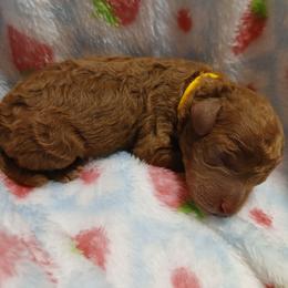 Prince Charming - Red  male Poodle puppy in Blanch, North Carolina from Faithful Hearts Kennel