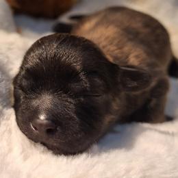 Cocoa Bean - Brindle male Mal-Shi puppy in Apollo Beach, Florida from Gemstone Exclusive Pups of Florida