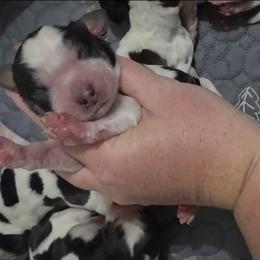 Riff - Tri-Roan male English Springer Spaniel puppy in Fort White, Florida from Thunderbird Springers