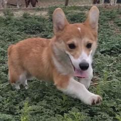 Pembroke Welsh Corgis from God's Little Corgis