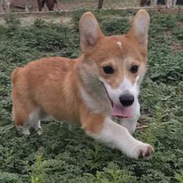 Pembroke Welsh Corgis from God's Little Corgis