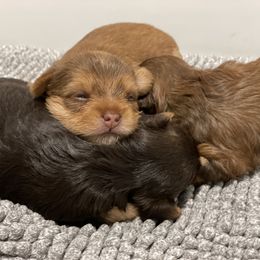 French Bulldog and Yorkshire Terrier Puppies from Casa De Silva LLC