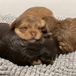 French Bulldog and Yorkshire Terrier Puppies from Casa De Silva LLC
