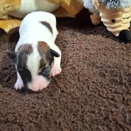Boy 1 - White and black male Russell Terrier puppy in Traverse City, Michigan from Boardman valley kennels