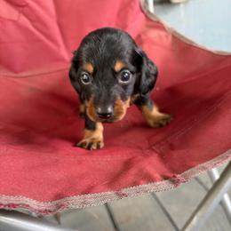 Axl - Black and tan male Dachshund puppy in Conroe, Texas from Dots Dachshunds
