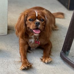Lily - Cavalier King Charles Spaniel