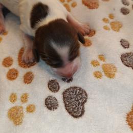 Hershey kiss - Dapple female Dachshund puppy in Marshall, Texas from Wilson's Kennels