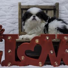 Zoey - Black tan and white female Japanese Chin puppy in Johnson City, Tennessee from Erin & Friends Japanese Chin