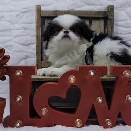 Zoey - Black tan and white female Japanese Chin puppy in Johnson City, Tennessee from Erin & Friends Japanese Chin