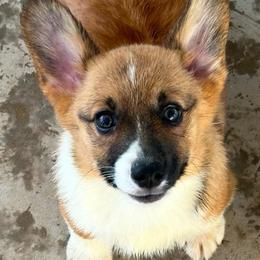 Girl 7 - Sable female Pembroke Welsh Corgi puppy in Surprise, Arizona from Ruff and Rowdy Corgis