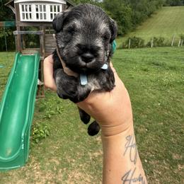 Light Blue Boy - Salt and pepper male Miniature Schnauzer puppy in Floyd, Virginia from Little River Puppies