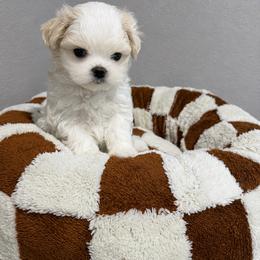 ECHO  KOREAN  DOLL FACE - White male Maltese puppy in Orlando, Florida from Denise’s Puppies