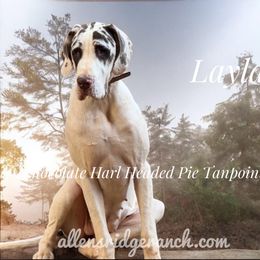 Layla - Great Dane