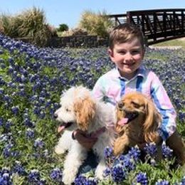 Cavapoo All Grown Up from Creekwood Miniature Cavapoos