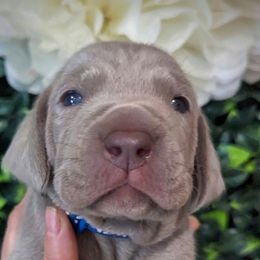 Boy 2 - Silver gray Weimaraner puppy in Jupiter, Florida from Khepri Weimaraners