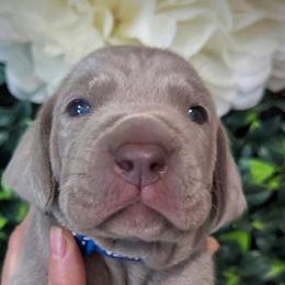 Boy 2 - Silver gray Weimaraner puppy in Jupiter, Florida from Khepri Weimaraners