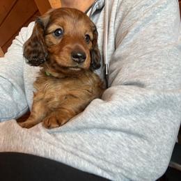 Noah - Red male Dachshund puppy in Hobart, Indiana from Cogsworth Cromwell Dachshunds of NW Indiana