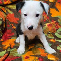 Boy - Tri-color male Border Collie puppy in Pennsylvania from Winter Creek Border Collies