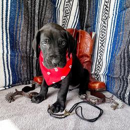 Ridoc - Blue and white male Great Dane puppy in Climax, Michigan from Beaver Creek Danes