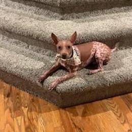 Sir - American Hairless Terrier