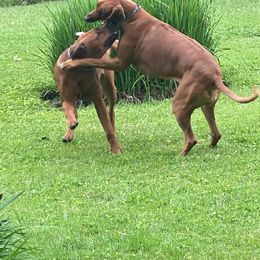 Rhodesian Ridgeback All Grown Up from Copper Ridge Rhodesians