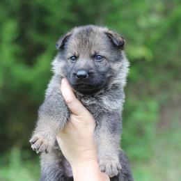 Girl 1 - Sable female German Shepherd puppy in Lucasville, Ohio from Trusting Hearts Kennel