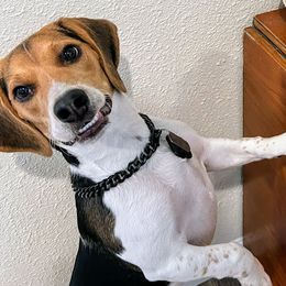 Beagle Puppies from Jennifer Knapp's Beagles