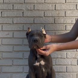 Gray Male 2 - Gray male Cane Corso puppy in Knoxville, Tennessee from Crowned Corso