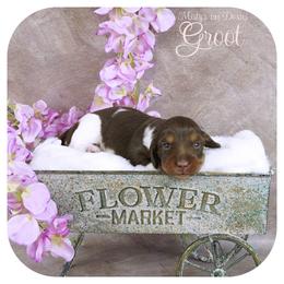 GROOT - Reserved - Chocolate and tan male Dachshund puppy in Graceville, Florida from Misty's 101 Doxies