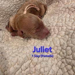 Juliet - Cream female Labradoodle puppy in Genoa City, Wisconsin from Sakura Pups