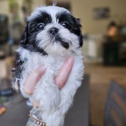 Two Face - Black and white male Shih Tzu puppy in Fairfield County, Ohio from Wandering Tzu