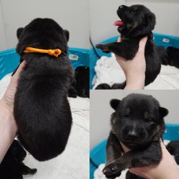 Boy 4 - German Shepherd puppy in Georgia from The Creative Rhone Kennel