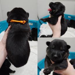 Boy 4 - German Shepherd puppy in Georgia from The Creative Rhone Kennel
