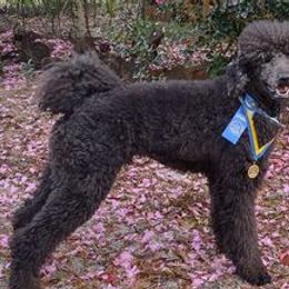 Havanese and Poodles from Curly Que Standard Poodles and Havanese
