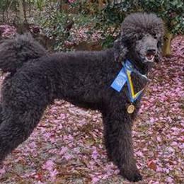 Havanese and Poodles from Curly Que Standard Poodles and Havanese