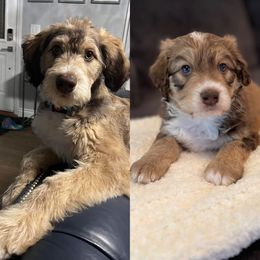 Aussiedoodle Puppies from A Dose Of Doodle