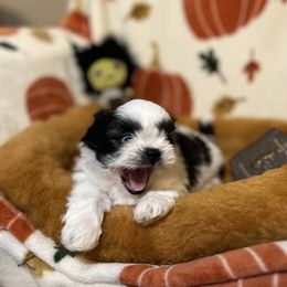Shih Tzu Puppies from Lavender Lane Tzus