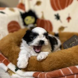 Shih Tzu Puppies from Lavender Lane Tzus