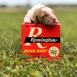 Brittany Puppies from HillTop Brittany Kennel