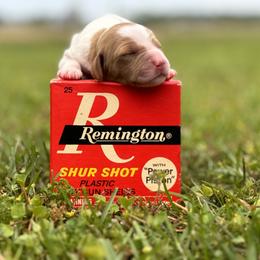 Brittany Puppies from HillTop Brittany Kennel
