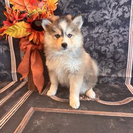 Jesse - Black and white female Pomsky puppy in Bucyrus, Missouri from Hill Top Pomskies