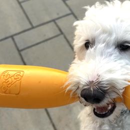 Aspen - Goldendoodle