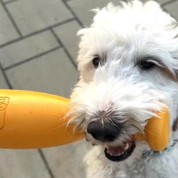 Aspen - Goldendoodle