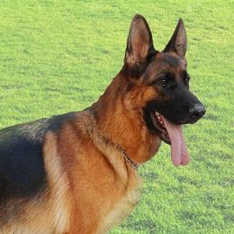 Venus - German Shepherd