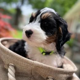 Master Benedict - Tri-color male Bernedoodle puppy in Forsyth, Illinois from Birdies Mini Bernedoodles