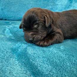 Oreo - Black male Labrador Retriever puppy in Marietta, South Carolina from Trust in the Lord Labradors