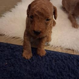 Green collar boy - Red  male Poodle puppy in Hogansville, Georgia from Grace Colt Farms