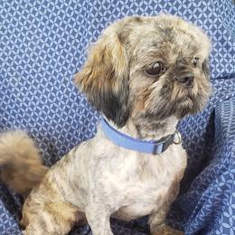 Axel - Shih Tzu