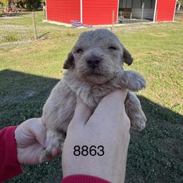 Stormy - Apricot male Goldendoodle puppy in Arcadia, Florida from KnuDawn Goldendoodles and Cavapoos